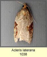 Acleris laterana