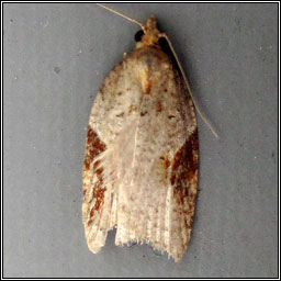 Acleris laterana