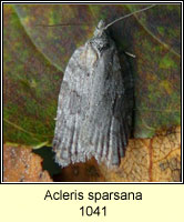 Acleris sparsana