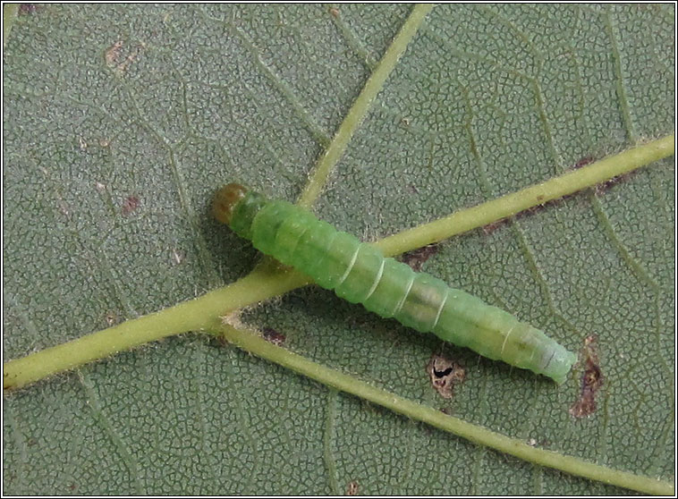 Acleris sparsana