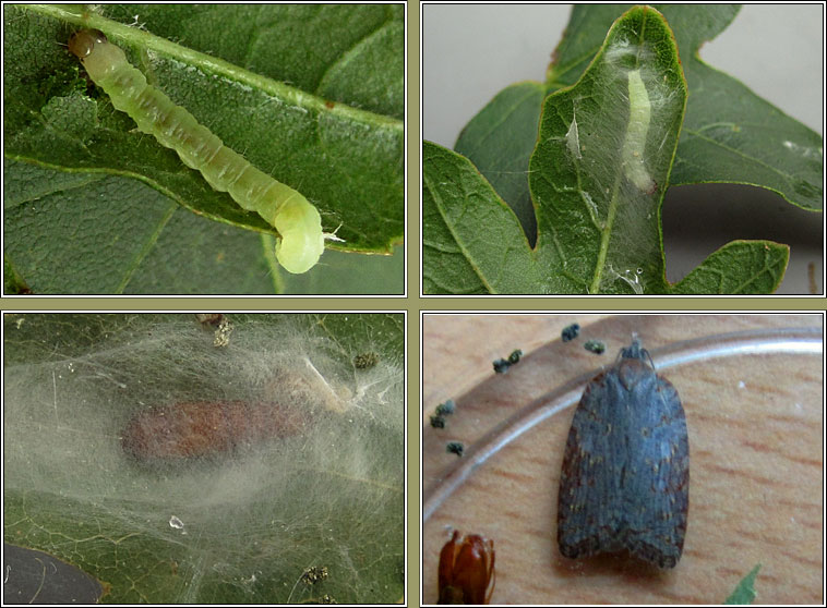 Acleris sparsana