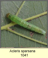 Acleris sparsana