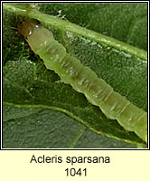 Acleris sparsana