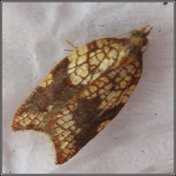 Rhomboid Tortrix, Acleris rhombana