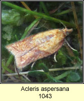 Acleris aspersana