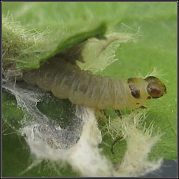 Acleris aspersana