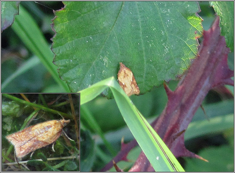 Acleris aspersana