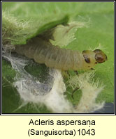 Acleris aspersana