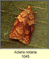 Acleris notana