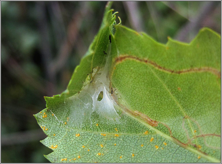 Acleris notana