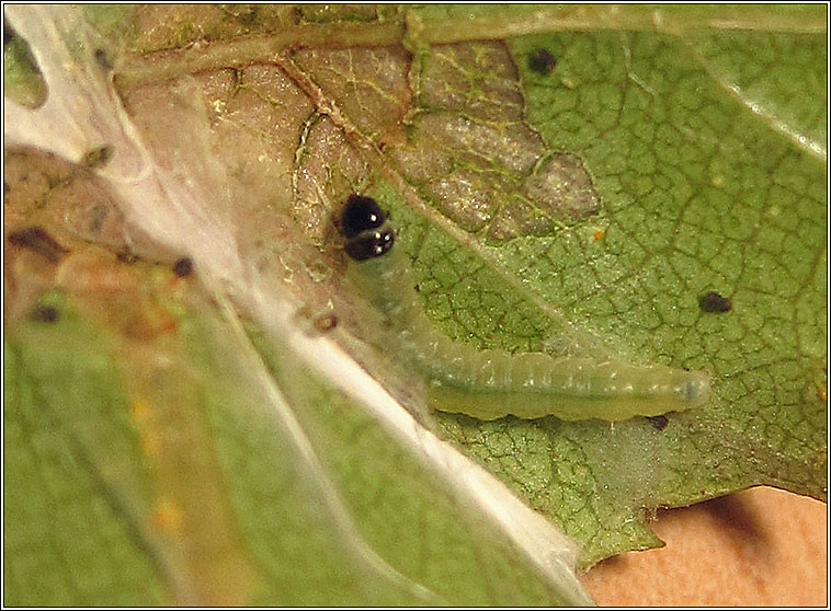 Acleris notana