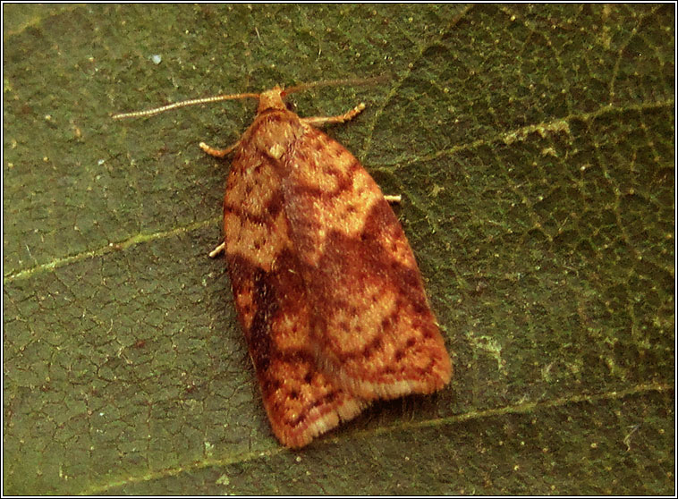 Acleris notana