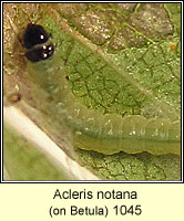 Acleris notana