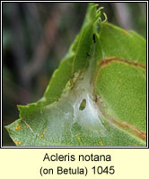 Acleris notana