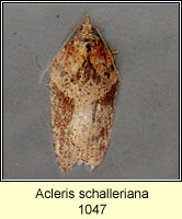 Acleris schalleriana