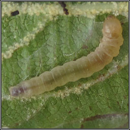 Acleris schalleriana