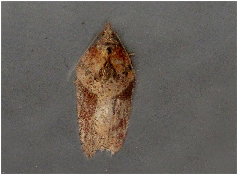 Acleris schalleriana