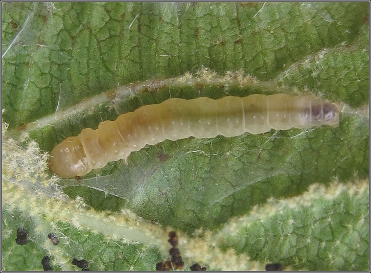 Acleris schalleriana