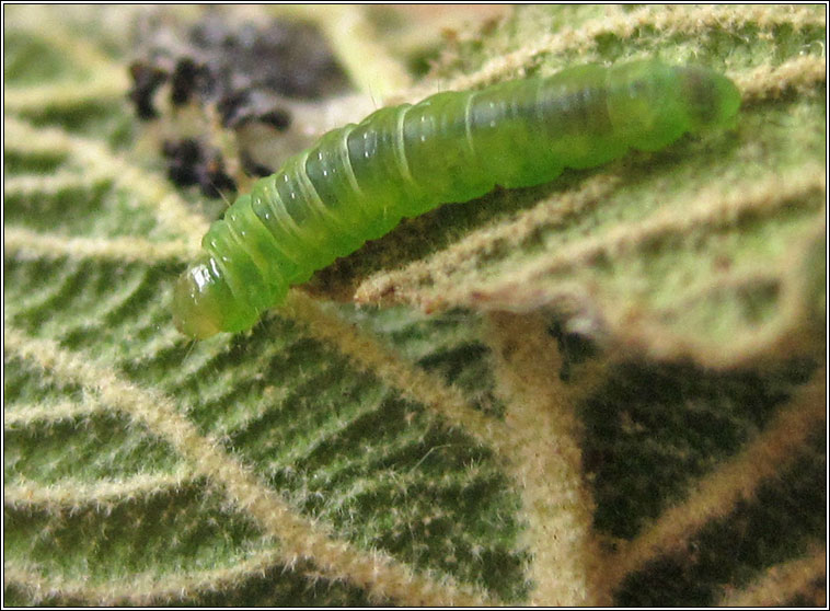 Acleris schalleriana