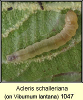 Acleris schalleriana