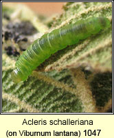 Acleris schalleriana