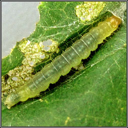 Garden Rose Tortrix, Acleris variegana