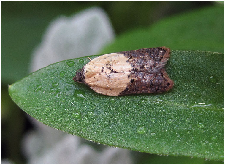 Garden Rose Tortrix, Acleris variegana