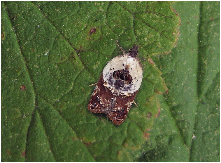 Garden Rose Tortrix, Acleris variegana