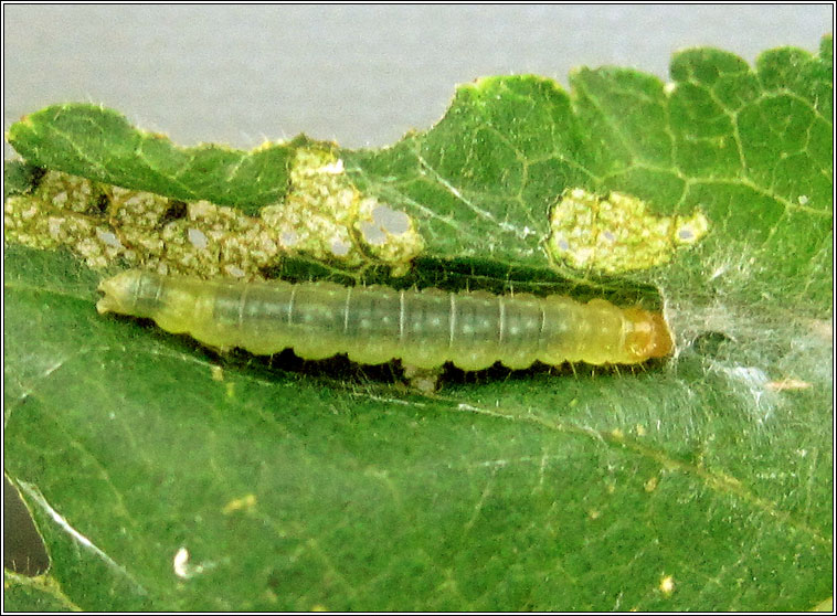 Garden Rose Tortrix, Acleris variegana