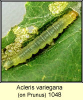 Acleris variegana