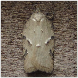 Acleris logiana