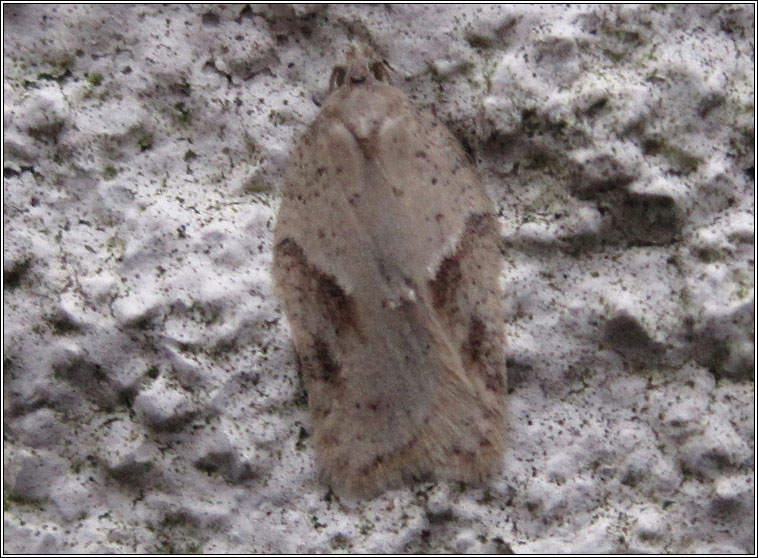 Acleris logiana