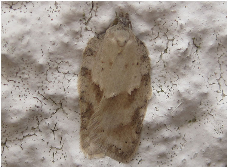 Acleris logiana