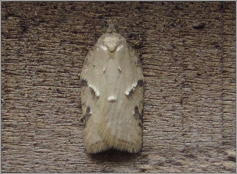 Acleris logiana