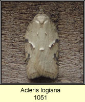 Acleris logiana