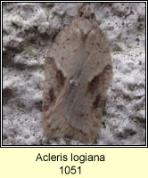 Acleris logiana