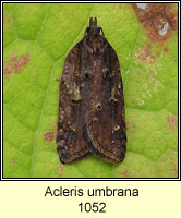 Acleris umbrana