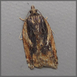 Acleris umbrana