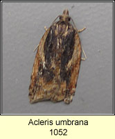 Acleris umbrana