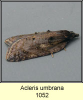 Acleris umbrana