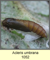 Acleris umbrana