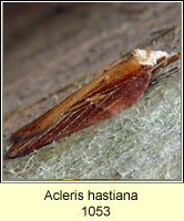 Acleris hastiana