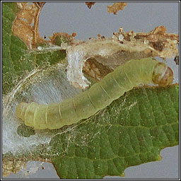 Acleris hastiana