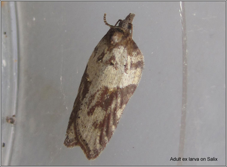 Acleris hastiana