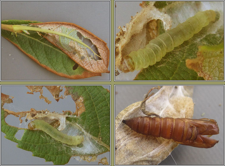 Acleris hastiana