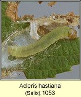 Acleris hastiana