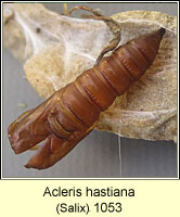 Acleris hastiana