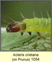 Acleris cristana