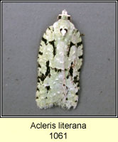 Acleris literana