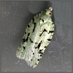 Acleris literana